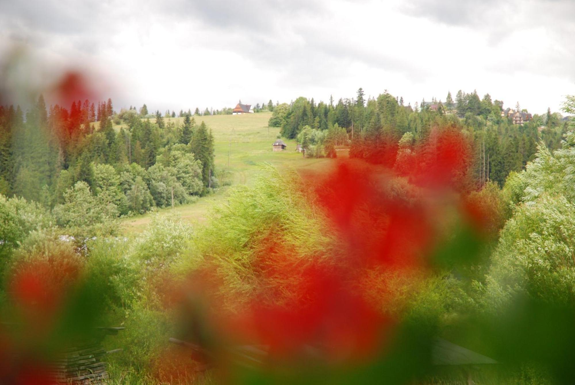 "Czarna Turnia "Zakopane Bed & Breakfast Ngoại thất bức ảnh
